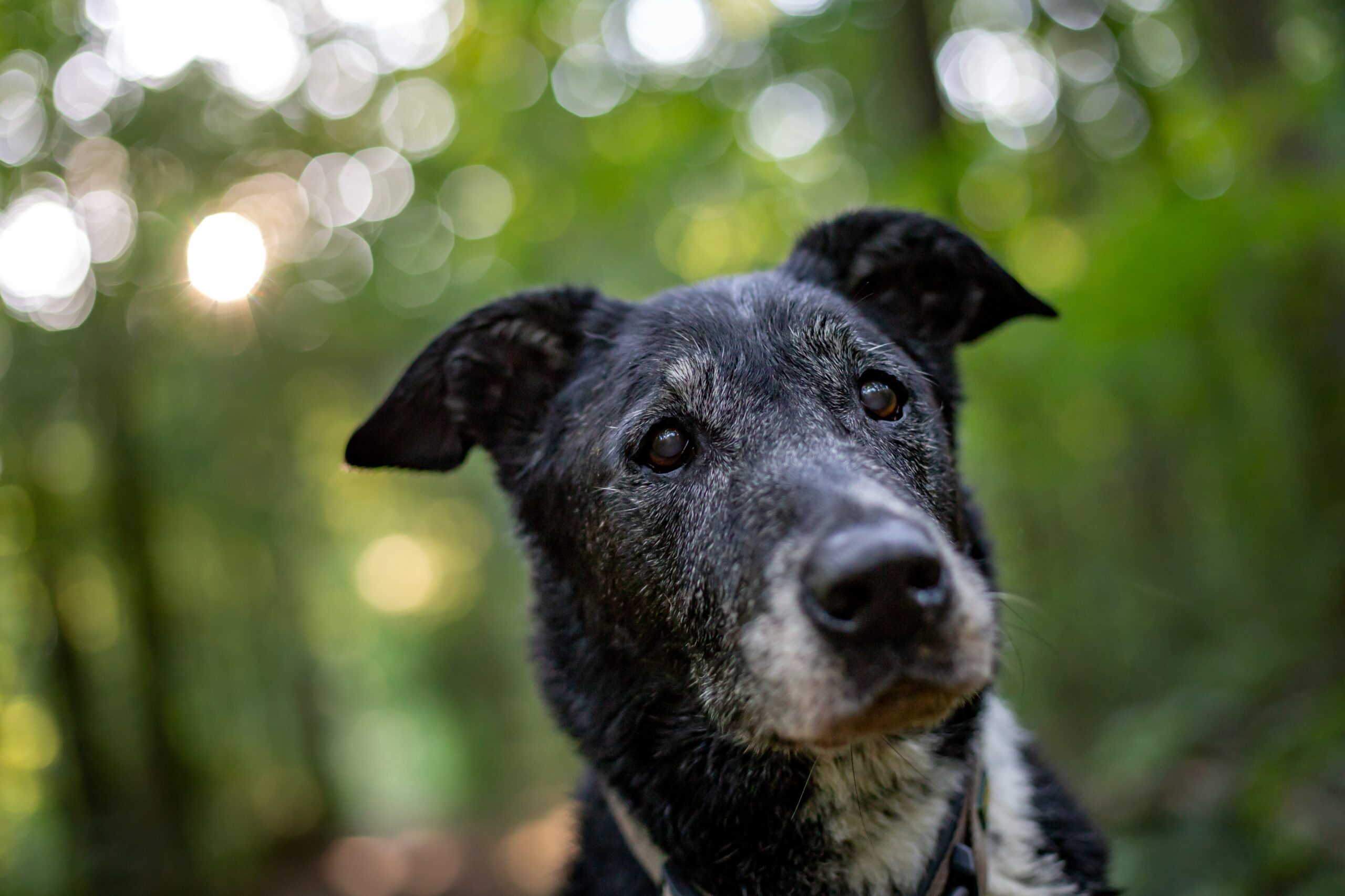 Pets idosos: quais cuidados devem ser tomados?