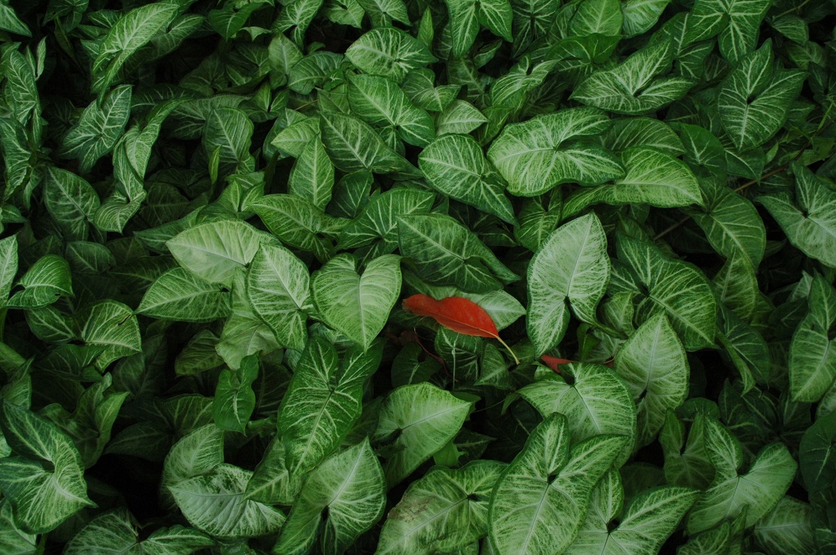 Conheça a planta africana que te ajuda a emagrecer